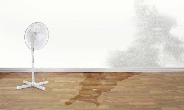 Best Water damage contractors near me  in Flora, MS
